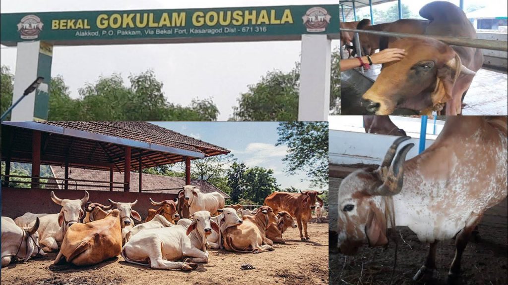 ಬೇಕಲ್ ಗೋಕುಲಂ ಗೋಶಾಲೆಯಿಂದ ಸಂಗೀತಜ್ಞರಿಗೆ ಪ್ರಶಸ್ತಿ ಪ್ರದಾನ | ನವೆಂಬರ್ 01